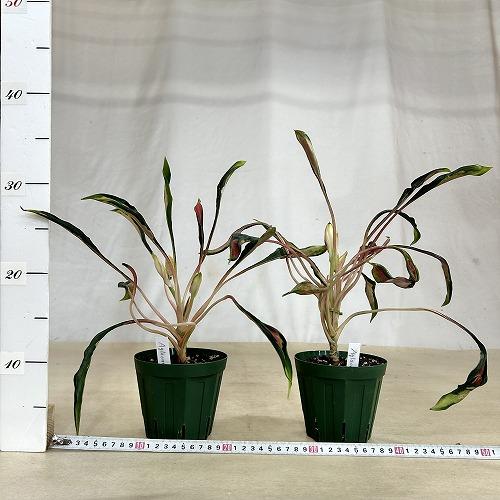 観葉植物 アグラオネマ メデューサ 4号スリット鉢(緑)(個体おまかせ1鉢