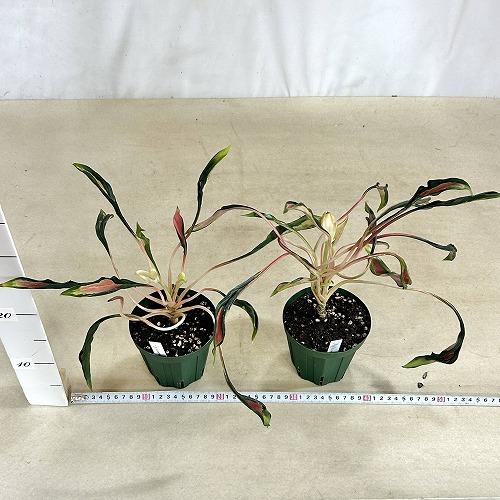 観葉植物 アグラオネマ メデューサ 4号スリット鉢(緑)(個体おまかせ1鉢