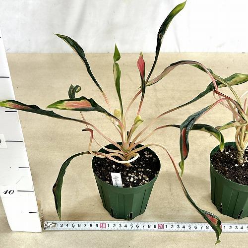 観葉植物 アグラオネマ メデューサ 4号スリット鉢(緑)(個体おまかせ1鉢