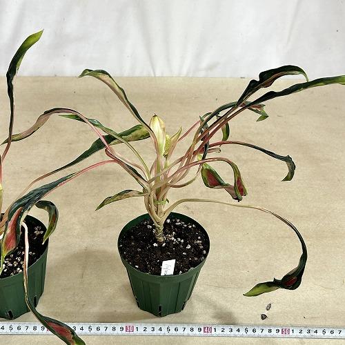 観葉植物 アグラオネマ メデューサ 4号スリット鉢(緑)(個体おまかせ1鉢