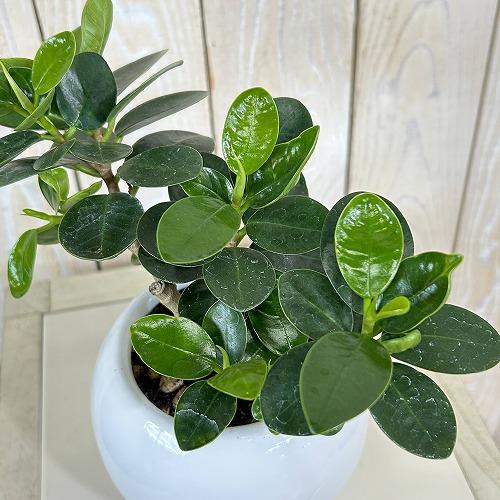 観葉植物　パンダガジュマル 5号白陶器鉢 ※受皿無し(個体おまかせ1鉢)　インテリアグリーン 室内園芸 おしゃれ 可愛い かわいい（Yahoo!・LEAFS ヤフー店）