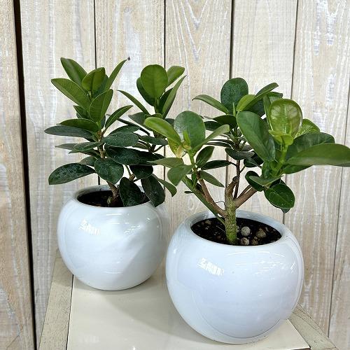 観葉植物 パンダガジュマル 5号白陶器鉢 ※受皿無し(個体おまかせ1鉢