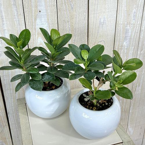 観葉植物 パンダガジュマル 5号白陶器鉢 ※受皿無し(個体おまかせ1鉢