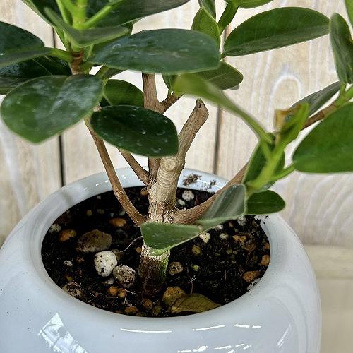 観葉植物 パンダガジュマル 5号白陶器鉢 ※受皿無し(個体おまかせ1鉢