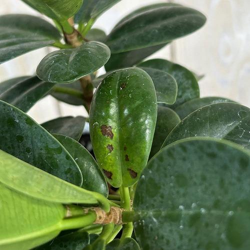 観葉植物 パンダガジュマル 5号白陶器鉢 ※受皿無し(個体おまかせ1鉢