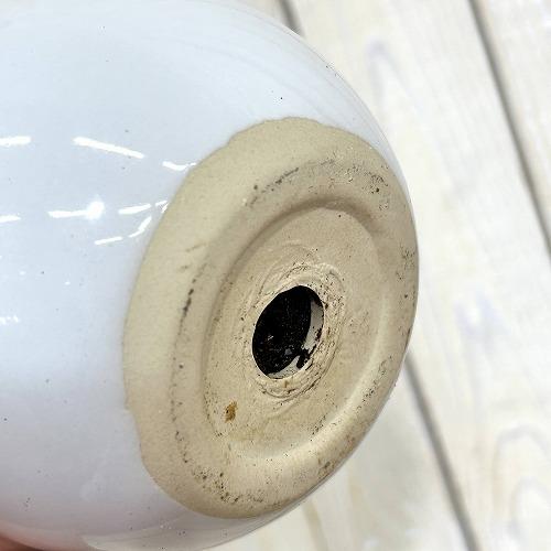 観葉植物 パンダガジュマル 5号白陶器鉢 ※受皿無し(個体おまかせ1鉢