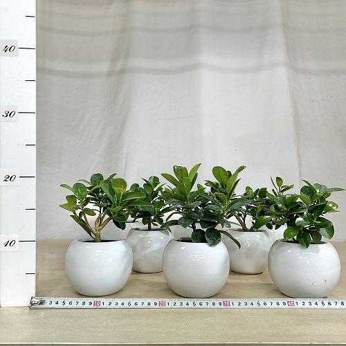 観葉植物 パンダガジュマル 5号白陶器鉢 ※受皿無し(個体おまかせ1鉢