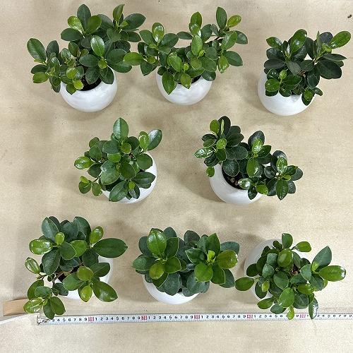 観葉植物 パンダガジュマル 5号白陶器鉢 ※受皿無し(個体おまかせ1鉢