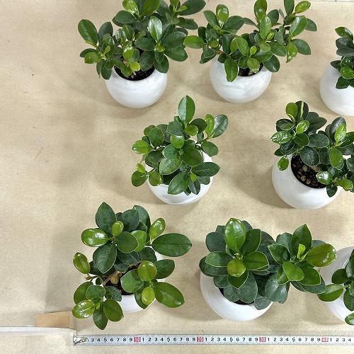 観葉植物 パンダガジュマル 5号白陶器鉢 ※受皿無し(個体おまかせ1鉢