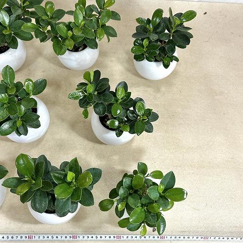 観葉植物 パンダガジュマル 5号白陶器鉢 ※受皿無し(個体おまかせ1鉢