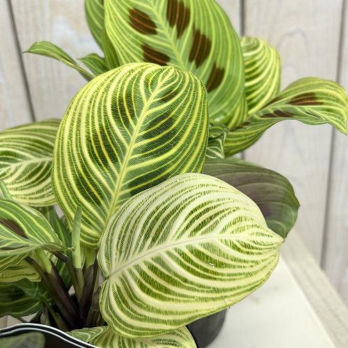注目 マランタ ライトベインズ 3号ポット(個体おまかせ1鉢) 観葉植物