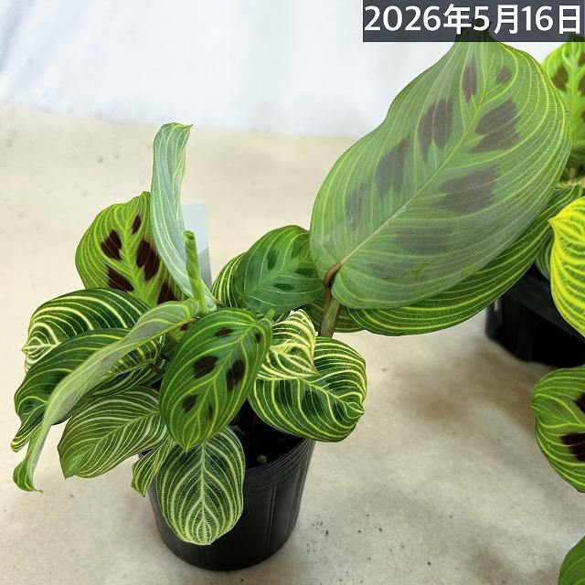 注目 マランタ ライトベインズ 3号ポット(個体おまかせ1鉢) 観葉植物