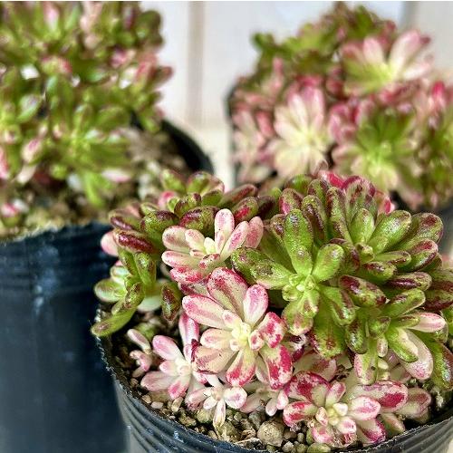 観葉植物　アエオニウム 小人の祭り(錦) 2号ポット(個体おまかせ1鉢)　インテリアグリーン 室内園芸 おしゃれ 可愛い かわいい（Yahoo!・LEAFS ヤフー店）