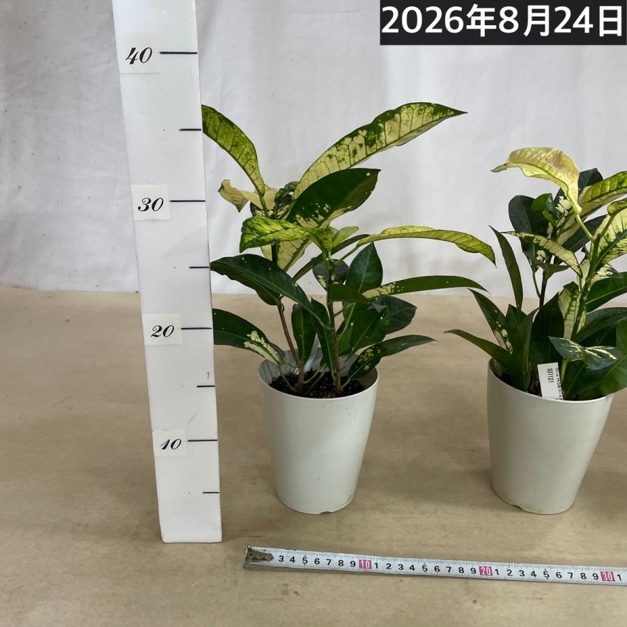 観葉植物 クロトン sp. 4号白鉢 タイプA(黄葉)(個体おまかせ1鉢
