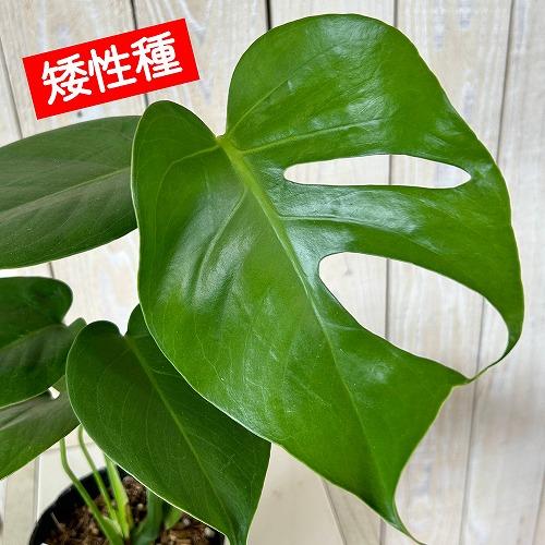 観葉植物　矮性モンステラ デリシオサ コンパクタ 3.5号ポット(個体おまかせ1鉢)　インテリアグリーン 室内園芸 おしゃれ 可愛い かわいい（Yahoo!・LEAFS ヤフー店）