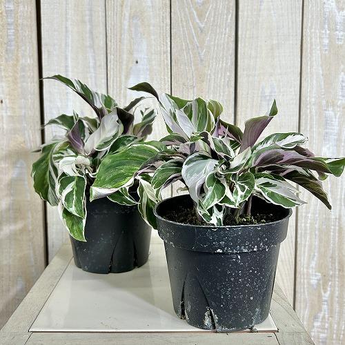 観葉植物　カラテア ホワイトフュージョン 4号硬質ポット(個体おまかせ1鉢)　インテリアグリーン 室内園芸 おしゃれ 可愛い かわいい |  | 01