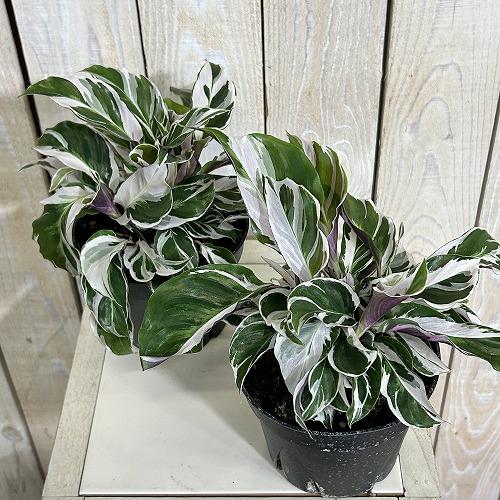 観葉植物　カラテア ホワイトフュージョン 4号硬質ポット(個体おまかせ1鉢)　インテリアグリーン 室内園芸 おしゃれ 可愛い かわいい |  | 02