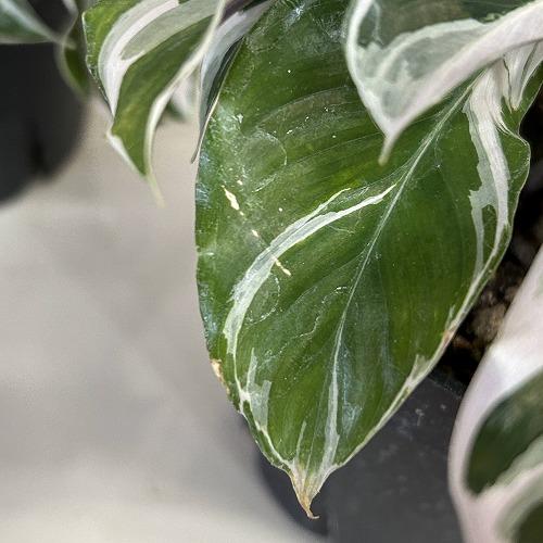 観葉植物　カラテア ホワイトフュージョン 4号硬質ポット(個体おまかせ1鉢)　インテリアグリーン 室内園芸 おしゃれ 可愛い かわいい |  | 03