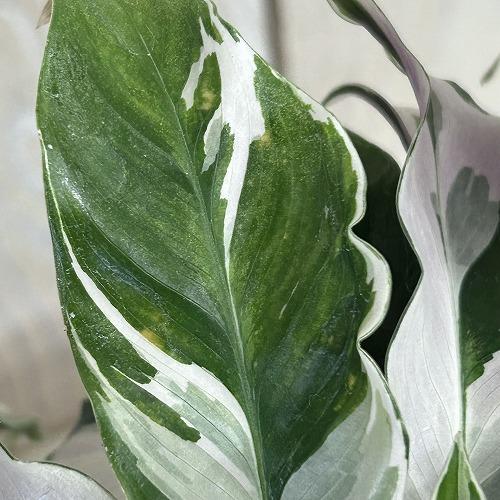 観葉植物　カラテア ホワイトフュージョン 4号硬質ポット(個体おまかせ1鉢)　インテリアグリーン 室内園芸 おしゃれ 可愛い かわいい |  | 04