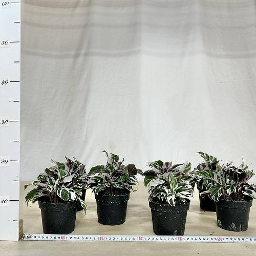 観葉植物　カラテア ホワイトフュージョン 4号硬質ポット(個体おまかせ1鉢)　インテリアグリーン 室内園芸 おしゃれ 可愛い かわいい |  | 05
