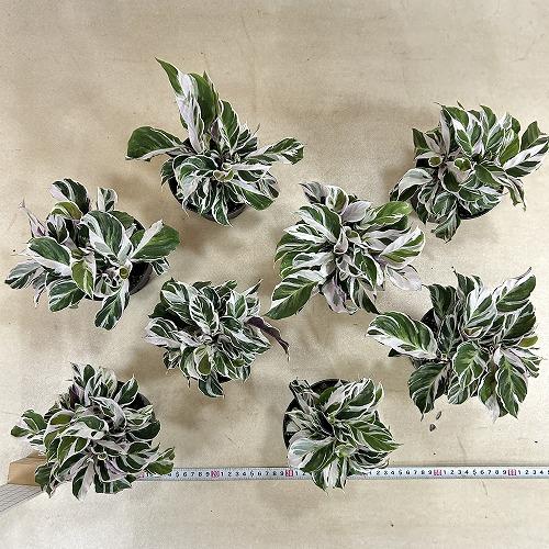 観葉植物　カラテア ホワイトフュージョン 4号硬質ポット(個体おまかせ1鉢)　インテリアグリーン 室内園芸 おしゃれ 可愛い かわいい |  | 06