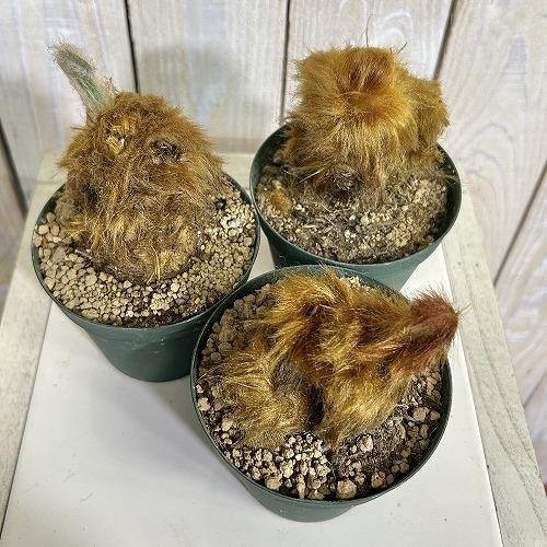 観葉植物　キンモウコウ(タカワラビ) 3号硬質ポット(個体おまかせ1鉢)　インテリアグリーン 室内園芸 おしゃれ 可愛い かわいい |  | 01