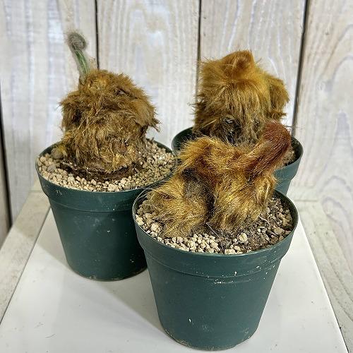 観葉植物　キンモウコウ(タカワラビ) 3号硬質ポット(個体おまかせ1鉢)　インテリアグリーン 室内園芸 おしゃれ 可愛い かわいい |  | 02