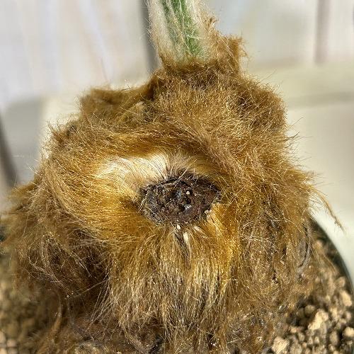 観葉植物　キンモウコウ(タカワラビ) 3号硬質ポット(個体おまかせ1鉢)　インテリアグリーン 室内園芸 おしゃれ 可愛い かわいい |  | 03