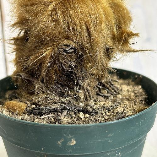 観葉植物　キンモウコウ(タカワラビ) 3号硬質ポット(個体おまかせ1鉢)　インテリアグリーン 室内園芸 おしゃれ 可愛い かわいい |  | 04