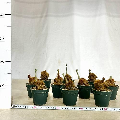 観葉植物　キンモウコウ(タカワラビ) 3号硬質ポット(個体おまかせ1鉢)　インテリアグリーン 室内園芸 おしゃれ 可愛い かわいい |  | 05