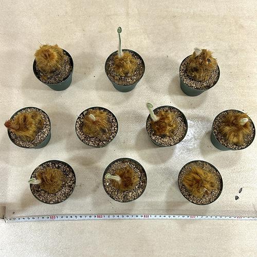 観葉植物　キンモウコウ(タカワラビ) 3号硬質ポット(個体おまかせ1鉢)　インテリアグリーン 室内園芸 おしゃれ 可愛い かわいい |  | 06