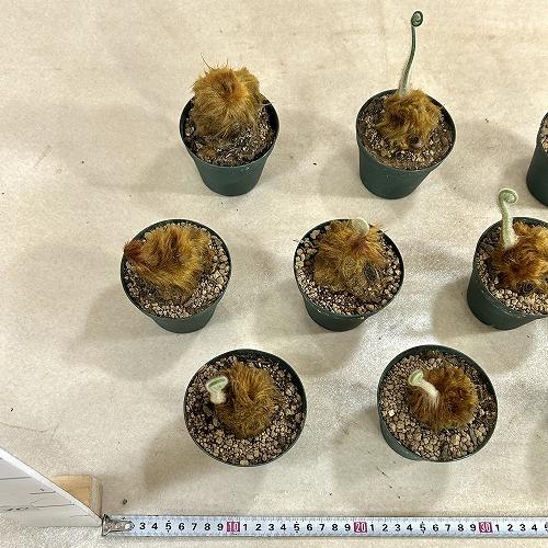観葉植物　キンモウコウ(タカワラビ) 3号硬質ポット(個体おまかせ1鉢)　インテリアグリーン 室内園芸 おしゃれ 可愛い かわいい |  | 07