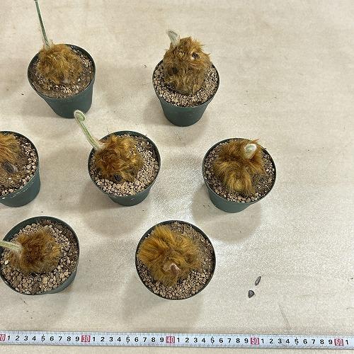 観葉植物　キンモウコウ(タカワラビ) 3号硬質ポット(個体おまかせ1鉢)　インテリアグリーン 室内園芸 おしゃれ 可愛い かわいい |  | 08