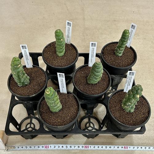 サボテン　ユーリキニア カスタネア スピラリス 3.5鉢※傷みあり(個体おまかせ1鉢)　インテリアグリーン 室内園芸 おしゃれ 可愛い かわいい |  | 07
