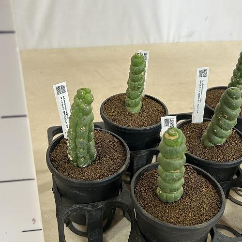 サボテン　ユーリキニア カスタネア スピラリス 3.5鉢※傷みあり(個体おまかせ1鉢)　インテリアグリーン 室内園芸 おしゃれ 可愛い かわいい |  | 08