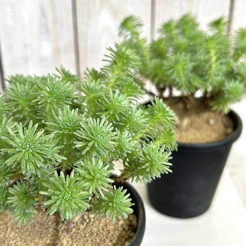 多肉植物　セダム ムルチセプス(小松緑) 3.5号黒鉢(個体おまかせ1鉢)　インテリアグリーン 室内園芸 おしゃれ 可愛い かわいい | 