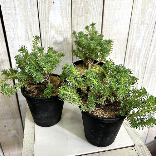 多肉植物　セダム ムルチセプス(小松緑) 3.5号黒鉢(個体おまかせ1鉢)　インテリアグリーン 室内園芸 おしゃれ 可愛い かわいい |  | 01
