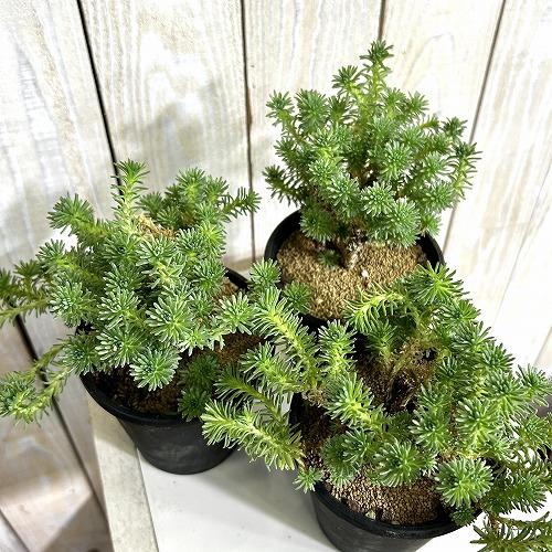 多肉植物　セダム ムルチセプス(小松緑) 3.5号黒鉢(個体おまかせ1鉢)　インテリアグリーン 室内園芸 おしゃれ 可愛い かわいい |  | 02