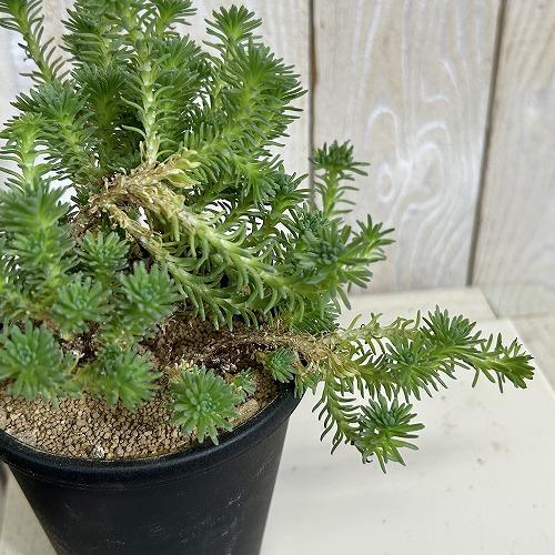 多肉植物　セダム ムルチセプス(小松緑) 3.5号黒鉢(個体おまかせ1鉢)　インテリアグリーン 室内園芸 おしゃれ 可愛い かわいい |  | 03