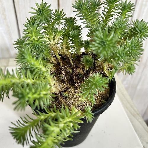 多肉植物　セダム ムルチセプス(小松緑) 3.5号黒鉢(個体おまかせ1鉢)　インテリアグリーン 室内園芸 おしゃれ 可愛い かわいい |  | 04