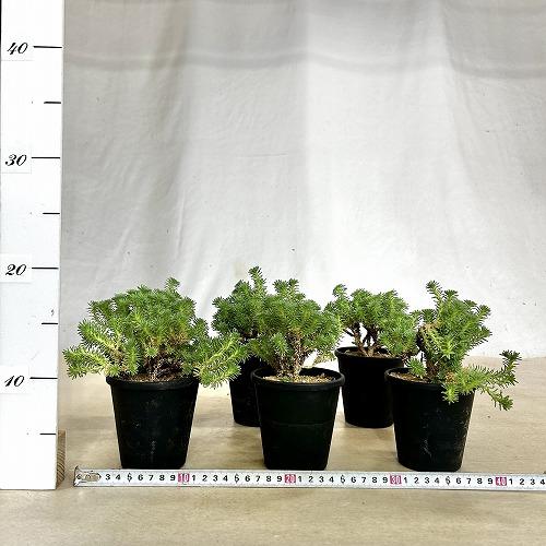 多肉植物　セダム ムルチセプス(小松緑) 3.5号黒鉢(個体おまかせ1鉢)　インテリアグリーン 室内園芸 おしゃれ 可愛い かわいい |  | 05
