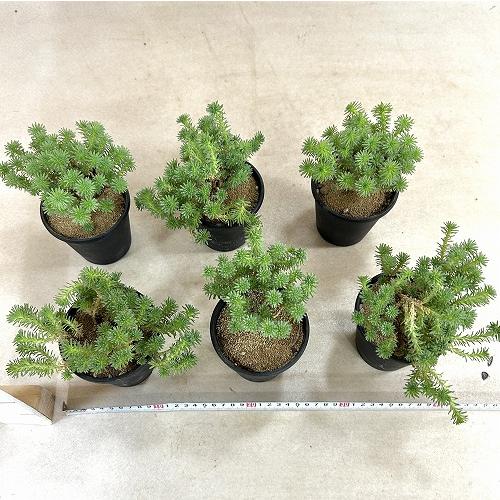 多肉植物　セダム ムルチセプス(小松緑) 3.5号黒鉢(個体おまかせ1鉢)　インテリアグリーン 室内園芸 おしゃれ 可愛い かわいい |  | 06