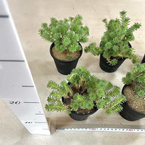 多肉植物　セダム ムルチセプス(小松緑) 3.5号黒鉢(個体おまかせ1鉢)　インテリアグリーン 室内園芸 おしゃれ 可愛い かわいい |  | 07