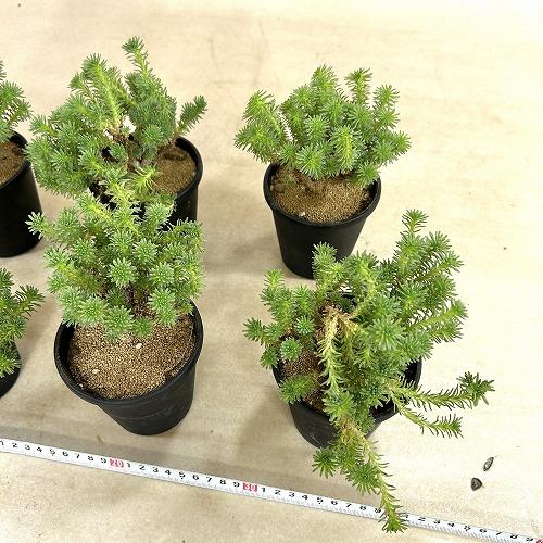 多肉植物　セダム ムルチセプス(小松緑) 3.5号黒鉢(個体おまかせ1鉢)　インテリアグリーン 室内園芸 おしゃれ 可愛い かわいい |  | 08
