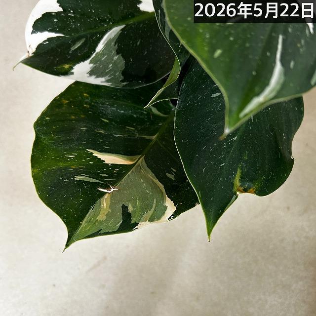観葉植物　フィロデンドロン ホワイトウィザード 5号鉢(個体おまかせ1鉢)　インテリアグリーン 室内園芸 おしゃれ 可愛い かわいい |  | 10