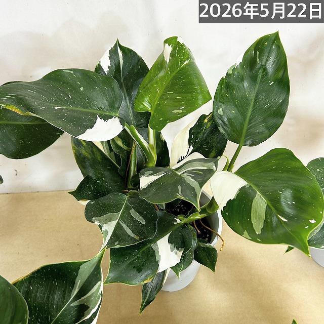 観葉植物　フィロデンドロン ホワイトウィザード 5号鉢(個体おまかせ1鉢)　インテリアグリーン 室内園芸 おしゃれ 可愛い かわいい |  | 11