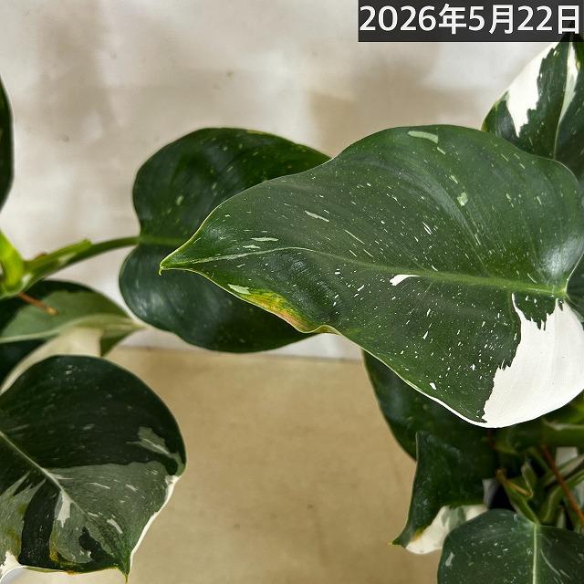 観葉植物 フィロデンドロン ホワイトウィザード 5号鉢(個体おまかせ1鉢