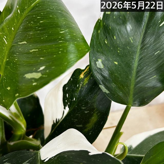 観葉植物　フィロデンドロン ホワイトウィザード 5号鉢(個体おまかせ1鉢)　インテリアグリーン 室内園芸 おしゃれ 可愛い かわいい |  | 13
