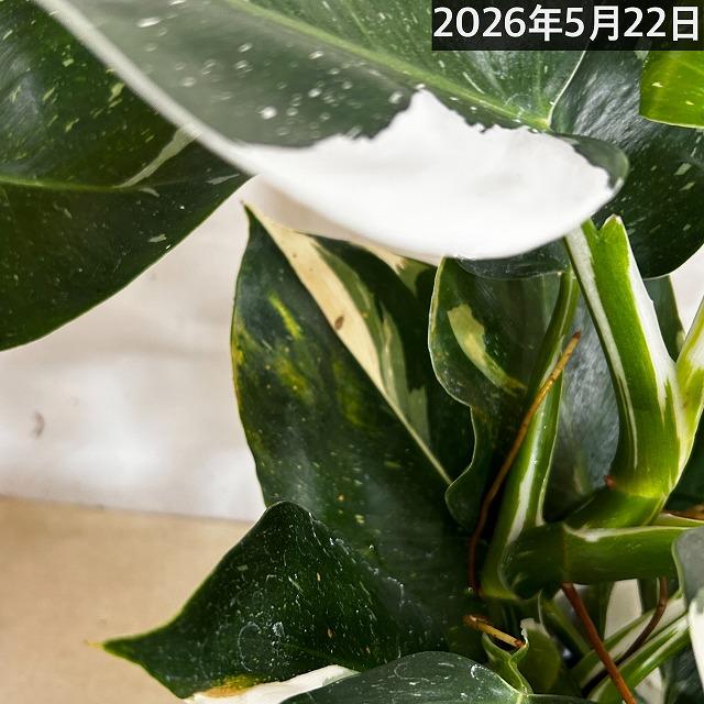 観葉植物　フィロデンドロン ホワイトウィザード 5号鉢(個体おまかせ1鉢)　インテリアグリーン 室内園芸 おしゃれ 可愛い かわいい |  | 14