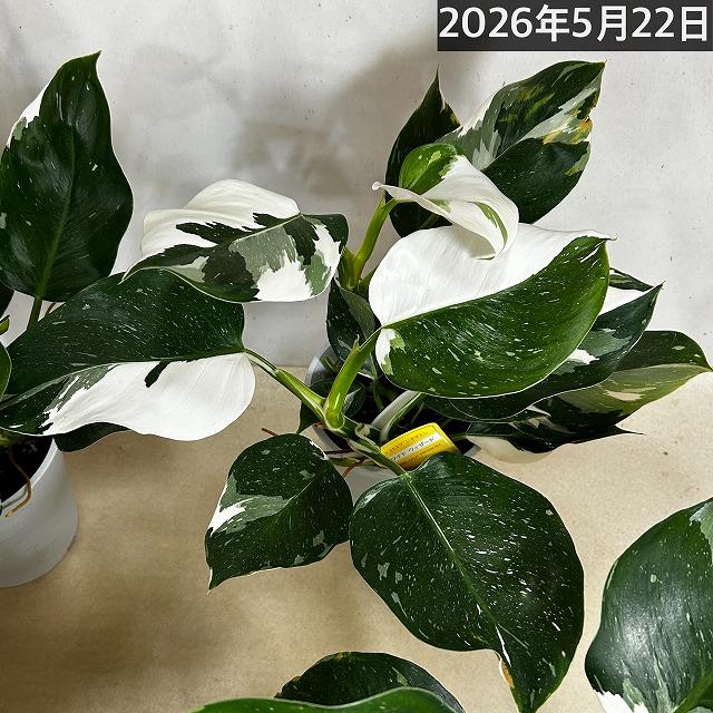 その他観葉植物 N 観葉植物 フィロデンドロン ホワイトウィザード 5号鉢(個体おまかせ1鉢